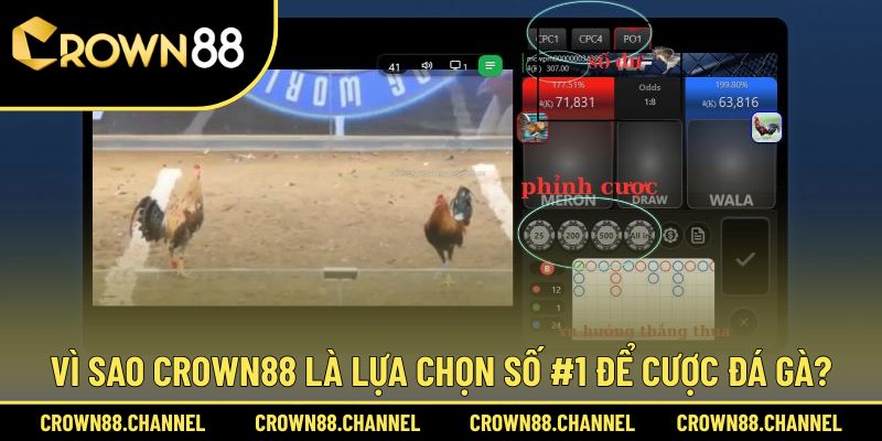 Lý do nhiều người thích cược chọi gà ở sân chơi