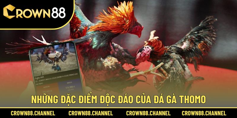 Tìm hiểu ưu điểm của hình thức đá gà Thomo