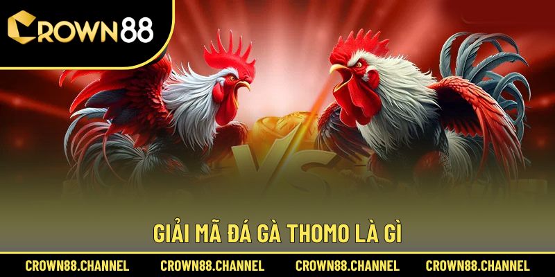 Định nghĩa đá gà Thomo là gì