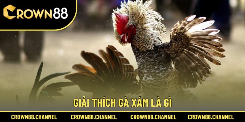 Hiểu đúng dòng gà Xám là gì