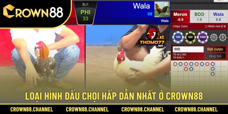 Top 3 hình thức đấu chọi được yêu thích nhất