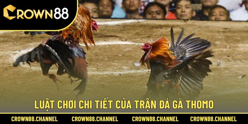 Giải mã luật lệ đá gà Thomo là gì?