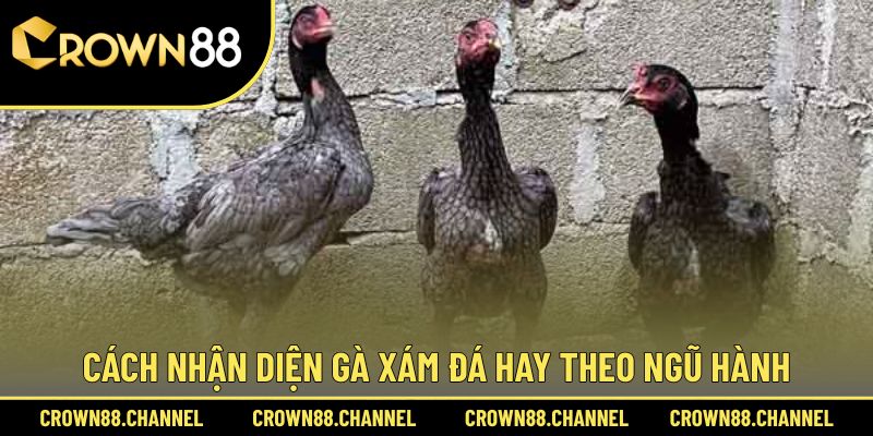 Hướng dẫn chọn chiến kê dũng mãnh theo ngũ hành