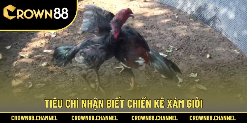 Hướng dẫn nhận biết các chú gà Xám đá hay